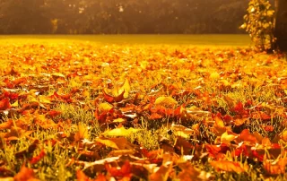 Yin Yoga im Herbst UNIT Yoga